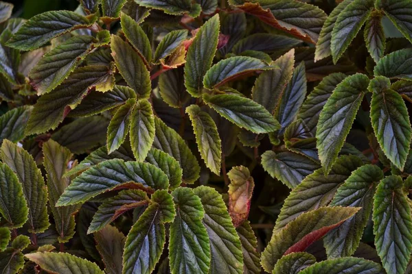 Enfoque Selectivo Hojas Verdes Begonia Aconitifolia —  Fotos de Stock