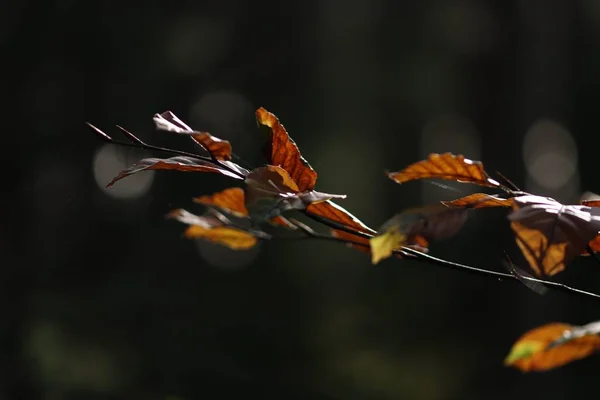Egy Faág Sárga Őszi Levelekkel Erdőben Homályos Háttérben — Stock Fotó
