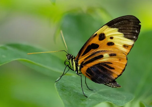 Nahaufnahme Eines Mechanitis Schmetterlings Einer Pflanze — Stockfoto