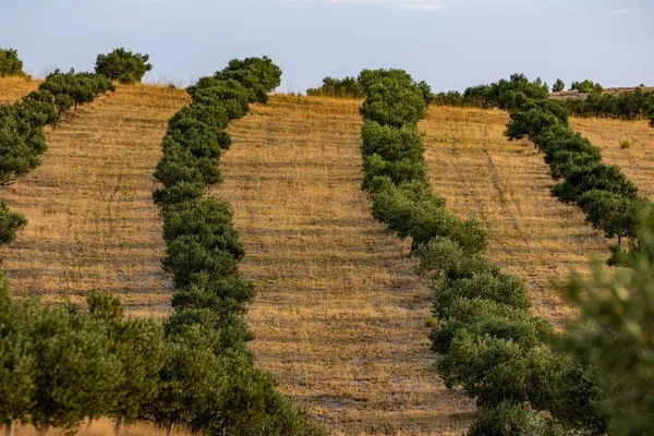 Una Pendiente Campo Rural Con Hierbas Líneas Plantas Verdes — Foto de Stock
