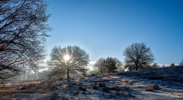 雪に覆われた畑と木々の葉の枝を通して輝く太陽の魅惑的なショット — ストック写真