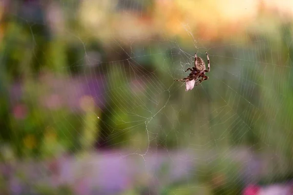 Close Uma Aranha Araneus Ventricosus Uma Teia Aranha Teia Aranha — Fotografia de Stock