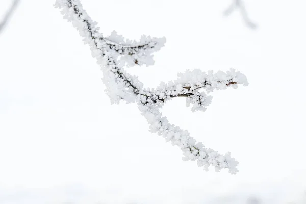 Closeup Tree Branch Covered Snow White Background — Stock Photo, Image
