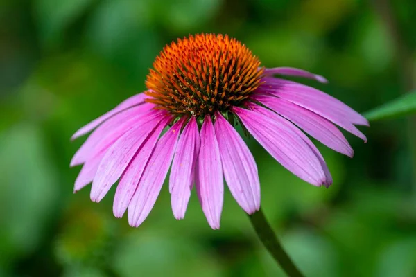 一只粉色雏菊的特写镜头 — 图库照片