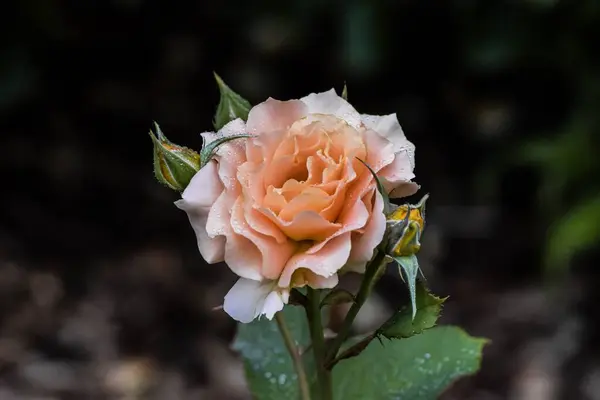 Крупный План Оранжевой Розы Размытом Фоне — стоковое фото