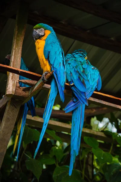 Plan Vertical Perroquets Bleus Perchés Sur Bois Dans Zoo Plein — Photo