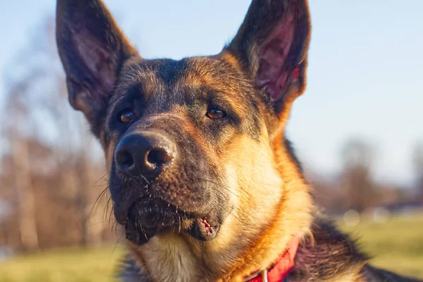 A portrait of an old German Shepherd dog.