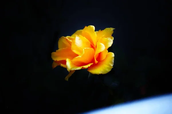 Close Uma Flor Amarela Com Fundo Embaçado — Fotografia de Stock