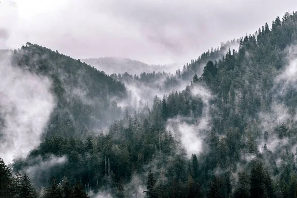 Nuvole Nebbia Mattinata Cima Alle Montagne Nella Foresta Pluviale Hoh — Foto Stock