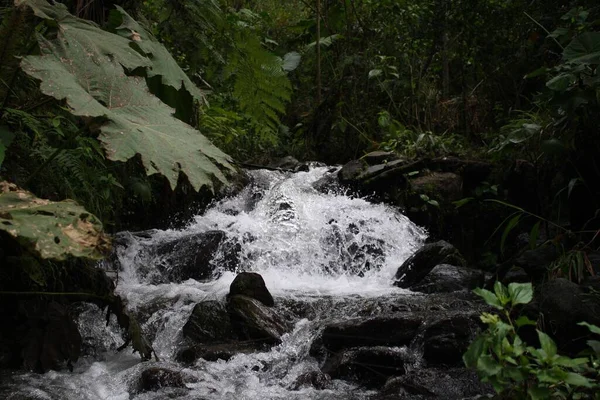 森の中の岩の上の小さな小川 — ストック写真