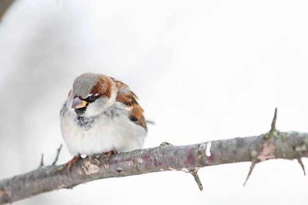 一只真正的麻雀的特写镜头栖息在冬日花园的树枝上 — 图库照片