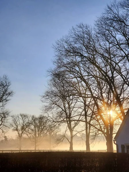 Силует Гілок Листяного Дерева Заході Сонця — стокове фото