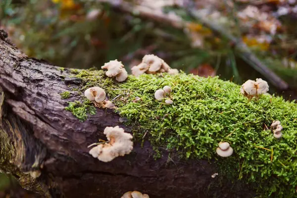 Tronco Árvore Com Musgo Cogumelos — Fotografia de Stock