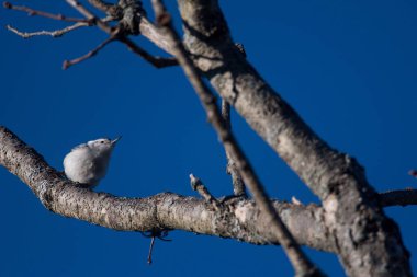 Bir ağacın dalında duran beyaz göğüslü tımarhane kuşunun alçak açılı görüntüsü.