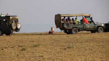 Maasai Mara Ulusal Rezervi 'nde maceralı bir safari. Arka planda aslan yiyorlar.