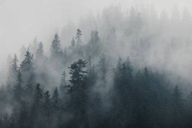 Sisli bir günde koyu yeşil ormanın havadan görünüşü - kasvetli, gizemli duvar kağıdı