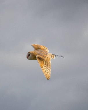 Bulutlu gökyüzünde uçan bir baykuşun dikey görüntüsü