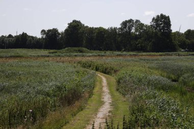 Yeşil tarlada, yemyeşil ağaçlar ve otlarla dolu dar bir yol.