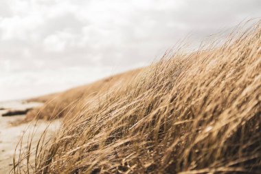 Kumsalın kum tepelerinden güzel bir çimen manzarası.