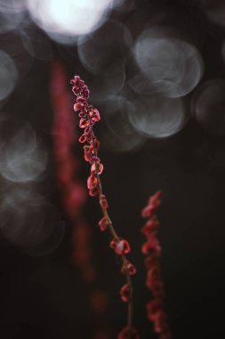 Bokeh ışıklarına karşı kırmızı bir doru kuşun dikey yakın çekimi.