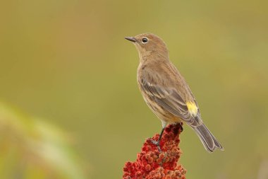 Yeşil bulanık bir arkaplan öncesi Audubon bülbülünün makro görüntüsü