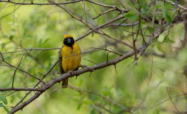Güney Afrika 'da maskeli bir erkek dokumacı kuşun güzel bir fotoğrafı.