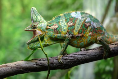 Sidney, Avustralya 'da bir hayvanat bahçesinde bukalemun ağzını sonuna kadar açar..