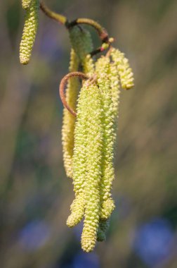 Arka planda bulanık, dikey çekimli, sığ bir fındık çiçeği odağı.