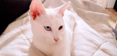Tuhaf gözlü beyaz khao manee kedicik. Heterokromlu kedi.