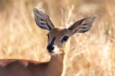 Güney Afrika 'daki Kruger Ulusal Parkı' nda dişi steenbok 'a yakın çekim. Raphicerus campestris türü.