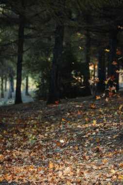 Ormandaki düşen portakal yapraklarının dikey görüntüsü.