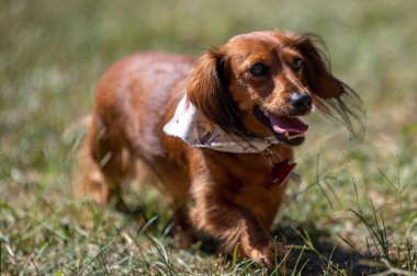 Yarış pistindeki güzel bir Dachshund 'un yakın çekimi.