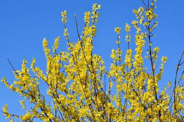 Mavi gökyüzüne karşı sarı yapraklı bir ağaç.