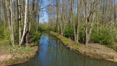 Yıpranmış sonbahar ormanında bir nehir