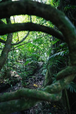 Ekolojik Rezerv Nanciyaga 'daki bir orman merdiveninin yakın çekimi.