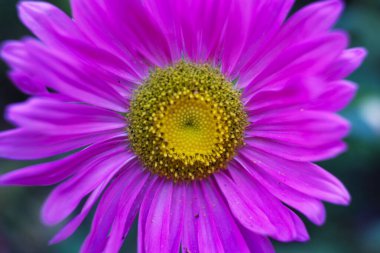 Bulanık arkaplana karşı bir alp makinesinin yakın çekimi