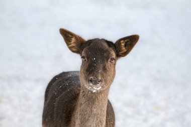 Gri ve siyah Avrupa nadasa geyiğine (Dama dama) yakın plan bir kürk üzerinde kar taneleri ile karda duruyor