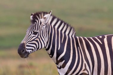 Güney Afrika 'daki Rietvlei Doğa Koruma Alanında genç bir zebranın güzel bir görüntüsü.