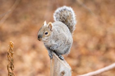 Arka planda bulanık duran bir sincap.