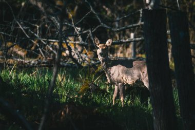 İsveç ormanında tek başına duran ve bagajın arkasından kameraya bakan bir geyik.