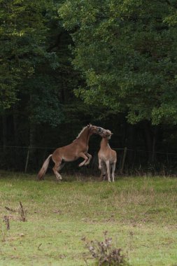 Haflinger atlarının tarladaki dikey çekimi..