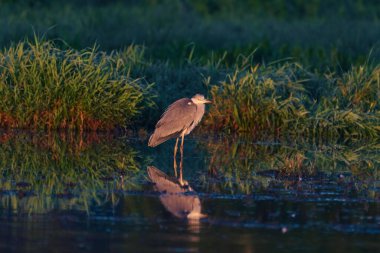 Güneş doğarken çimenli, yansıtıcı su üzerinde güzel bir gri balıkçıl manzarası.