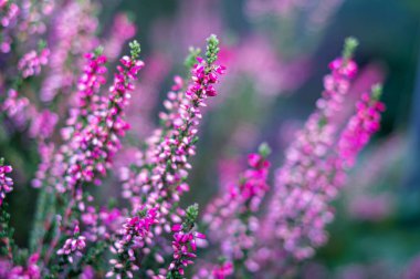 Bahçedeki heather 'ın seçici odak noktası.