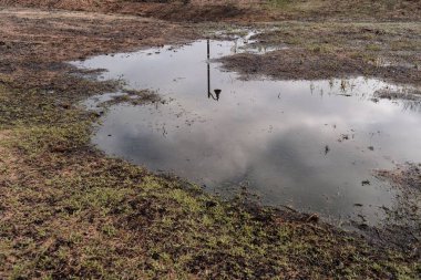 Bitkilerle çevrili bir su birikintisinin yakın çekim görüntüsü ve yüzeyinde bir lamba yansıması.