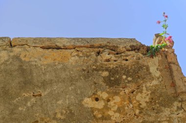 Duvardaki çatlaktan çıkan küçük bir bitki.