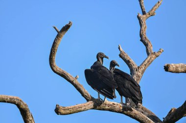 Kuru ağaç dalında iki siyah başlı şahinin yakın plan çekimi.