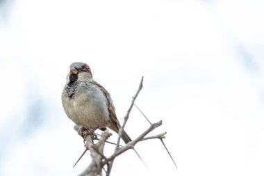 Beyaz arkaplan üzerinde oturan bir ev serçesi
