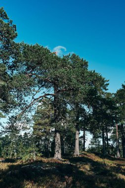 Norveç 'in Oppland kentindeki Totenaasen Tepeleri yakınlarındaki doğal manzaranın dikey çekimi
