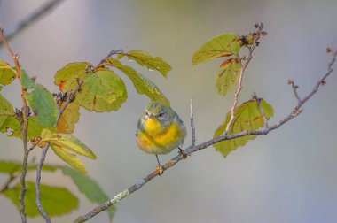 Kuzey Parula 'nın (Setophaga americana) Lyme, Connecticut' taki şubeye tünemiş seçici bir odak çekimi