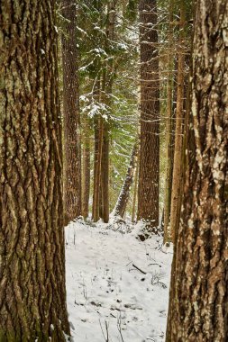 Ormana yeni yağmış kar. Güzel ışık ve atmosfer. Ormana giden güzel yol